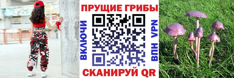Псилоцибиновые грибы MAGIC MUSHROOMS нарко площадка формула Электрогорск